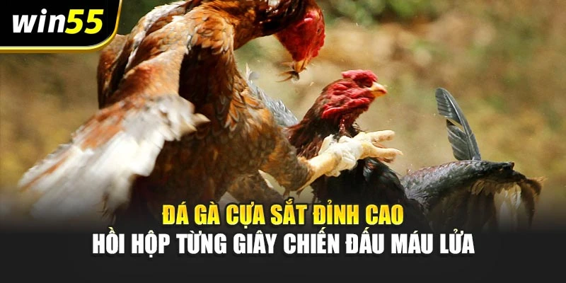 Đá Gà Cựa Sắt Đỉnh Cao – Hồi Hộp Từng Giây Chiến Đấu Máu Lửa