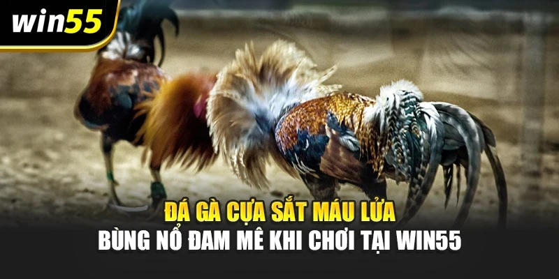 Đá Gà Cựa Sắt Máu Lửa – Bùng Nổ Đam Mê Khi Chơi Tại Win55