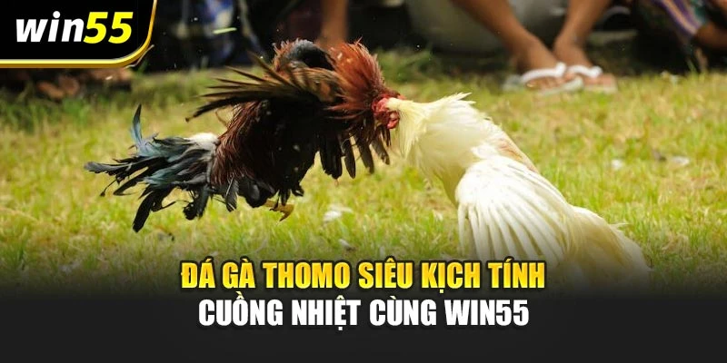 Đá Gà Thomo Siêu Kịch Tính – Cuồng Nhiệt Cùng Win55
