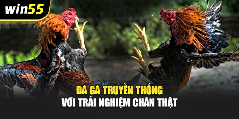 Đá gà truyền thống với trải nghiệm chân thật