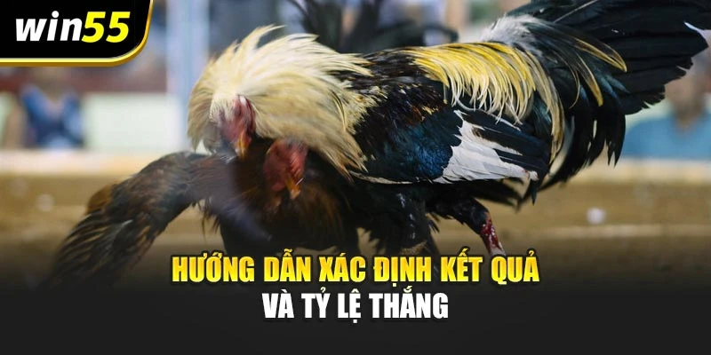 Hướng dẫn xác định kết quả và tỷ lệ thắng