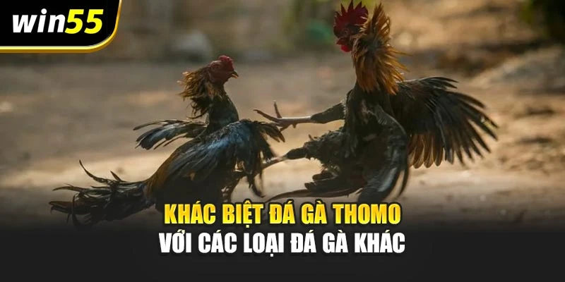 Khác biệt đá gà Thomo với các loại đá gà khác