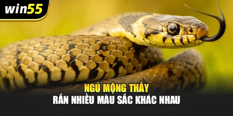 Ngủ mộng thấy rắn nhiều màu sắc khác nhau