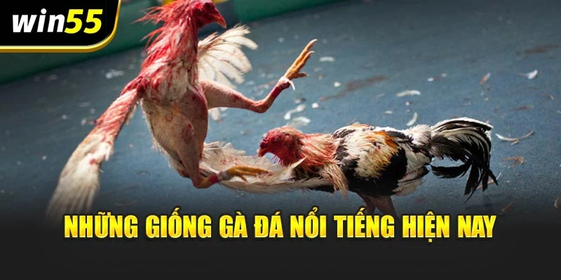 Những giống gà đá nổi tiếng hiện nay