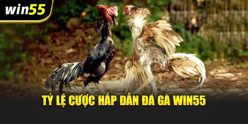 Tỷ lệ cược hấp dẫn đá gà Win55